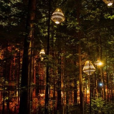 redwoods at night