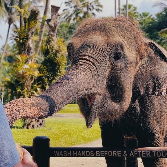 man feeding elephant