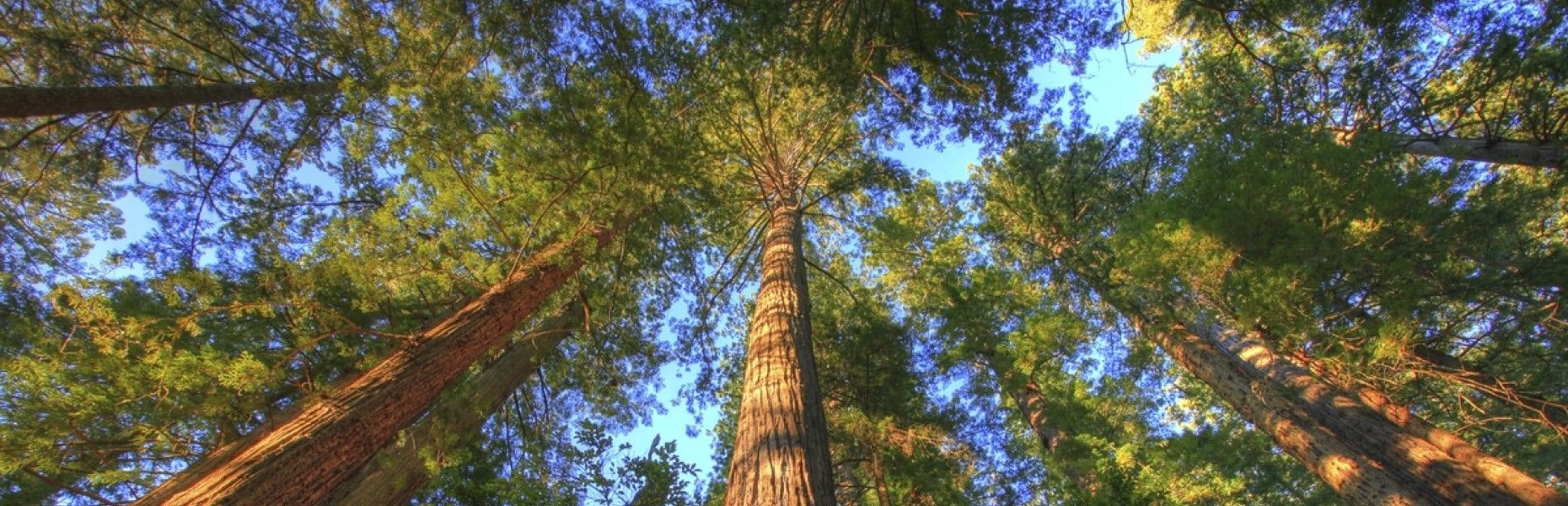 Redwoods Treewalk Rotorua