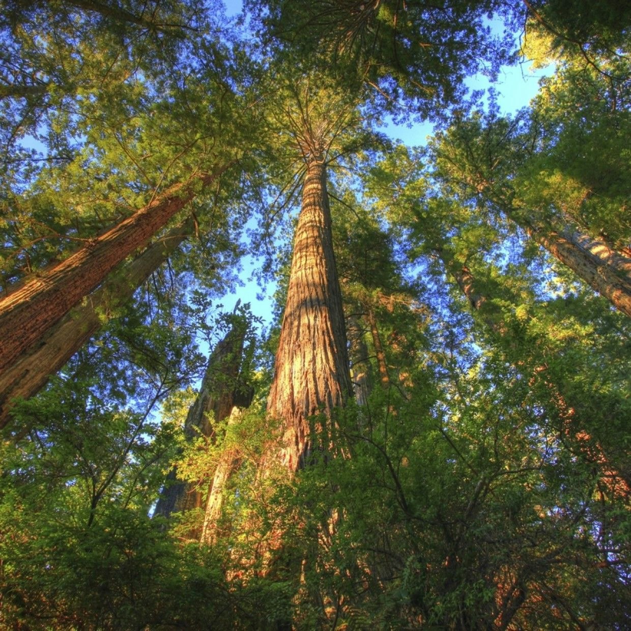 Redwoods Treewalk Rotorua