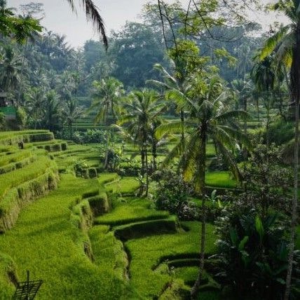 Go on a virtual trip to Bali, Indonesia