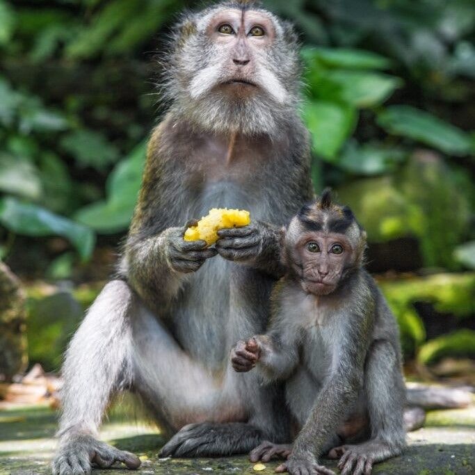 Baby monkey and parent monkey