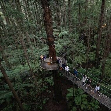 redwoods walk