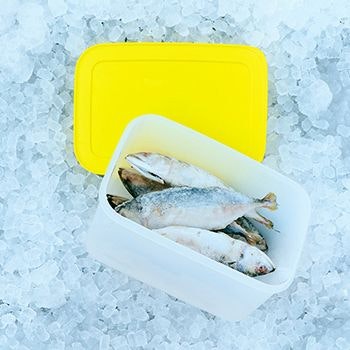 Freezer Keeper container with yellow lid, filled with fish, on ice